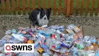 Clever dog is helping clear the streets of litter - collecting plastic bottles during walkies | SWNS