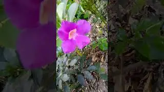 Rare flower Bignonia magnifica