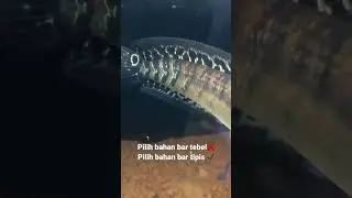 Maru Gak Ada Bar Gak Bisa Full Bunga??? Cuma Mitos