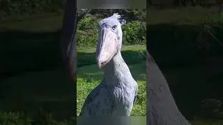 This Bird Just Stares&hellip; And It&rsquo;s Terrifying || SHOEBILL STORK 👁️