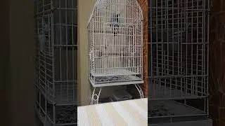 african grey parrot, попугай Жако говорит, tutuquşu Jako danisir, konusan papagan Jako,  говорун