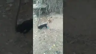 Dog and donkey friends