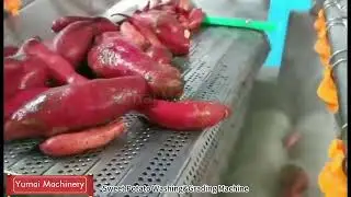 Sweet Potato Washing & Grading Line