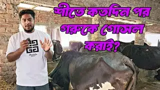 শীতের সময় গরুকে কতদিন পর গোসল করাই? 🤔