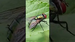 Top 5 Most Annoying Insects #top5 #annoying #insects #shorts #ytshorts