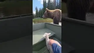 Real Life Action: A Smart Lamb Uses Our Boat to Outsmart a Chasing Bear