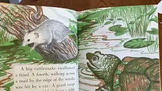 Possum by Robert M. McClung