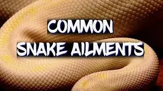Common minor health problems of snakes