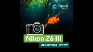 Nikon Z6 III Underwater Review // Nikon's Biggest Issue FINALLY Fixed!