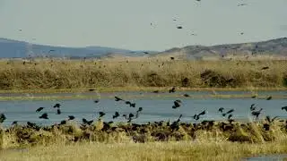 Large flock of small birds flying around the wetlands in Lower Klamath Basin National Wildlife Re...