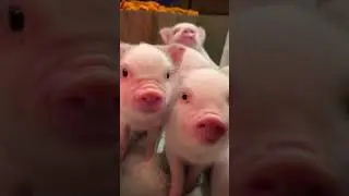 🐷LOS CERDITOS M&Aacute;S BONITOS🐷 #cerditos #cerdo #bonito #animales