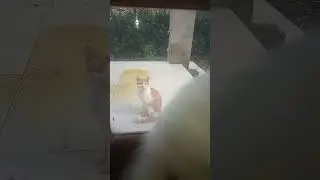So Cute #catlover #shortsvideo #cutecat