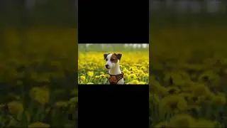 cute and funny animals video compilation. #Shorts #dog #funnyanimalvideo #puppy #funnydog #cutepuppy