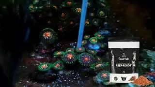 Boost Your Coral Growth with Polyplab Reef Roids &ndash; The Ultimate Feeding Soluton!