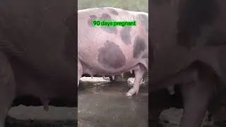 mama pig duroc #duroc #pigs #Hograiser