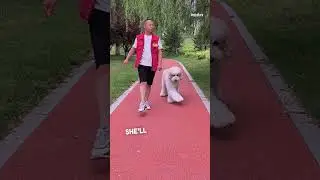 Танцующий гигантский пудель #умнаясобака #собака #питомцы