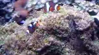 Amphiprion ocellaris