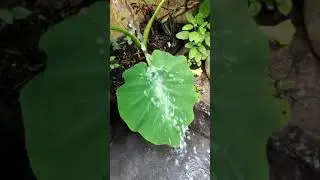 The Water  😀