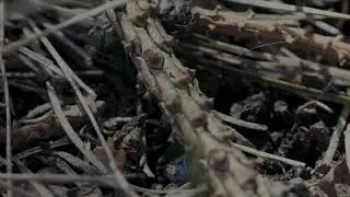 Dirt Worshiper I