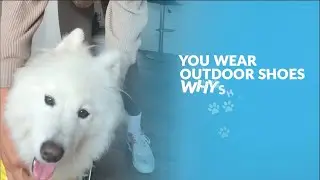 You Wear Outdoor Shoes, Why Shouldn't Your Dog | Walkee Paws Dog Boot Leggings | Dog Leggings