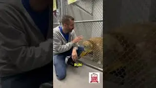 Adopt Love: Senior Pets Waiting at Father John's Animal Hospital 🐾❤️