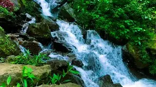 Live ASMR: Gentle Waterfall And River Sounds for Sleep, Study, and Focus #river #nature #waterfall