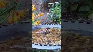 A cute little house sparrow having a dip in the garden bird bath