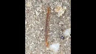Centipede on the Beach (not sure what kind)