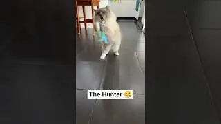 The Hunt | Apex Predator | Astro the Ragdoll