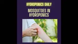 Mosquitoes in Your Hydroponic System: The Unexpected Threat