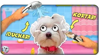 Escuela de Belleza para Perros! Aprende a Bañar y a Pelar a tu Peludo! Anima Dogs