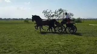 Dino (Reflex x Fabricus) & B.M.King (Plain Lib. X Mano)