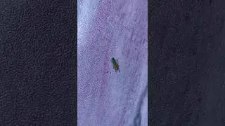 The beauty of the grasshopper, keindahan belalang #shorts #viral #animal #insect #funny  #inventions