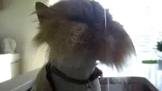 Sjimmie the kitchencat