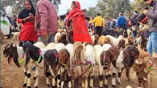 बच्चें ऐसे हर कोई देख रहा हैं || 01/03/2025 || Saturday Market Rampur Bilaspur Uttar Pradesh