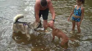 Tucker's 1st swim in Croton Pond-Part Three
