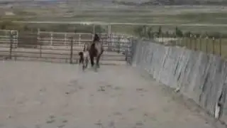 Evora VF - Buckskin Lusitano Filly