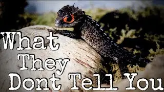 What You NEED To Know Before Getting A Red Eyed Crocodile Skink