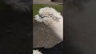 Cute llamas, alpacas, and sheep running for food in Rotorua, New Zealand [Agrodome] 💕🦙🐑