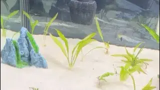 Fish Tank Maintenance Part II - Sword Plant Cleaning and Propagation