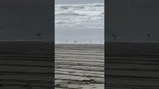Sand, surf and fast birds