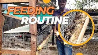 Quail update, our feeding schedule @scentfarms #quailfarmingnigeria #quailfarming