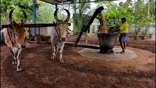 ALMOND | Oil Making | Traditional Method of Badam OIL