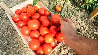 PRVA VECA BERBA PARADAJZA IZ NASEG PLASTENIKA 