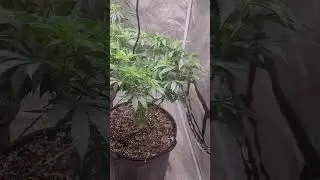December 23, 2025 waiting for bud development