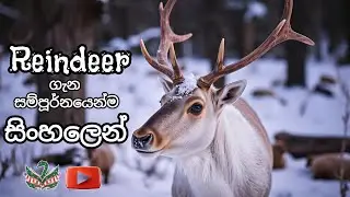 Reindeer | රින්ඩර් ගැන සම්පූර්නයෙන්ම සිංහලෙන් !