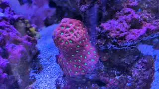 Sumpless 75 gallon reef growth update