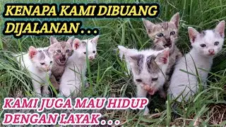 Kurir paket menemukan 3 ekor anak kucing di semak-semak pinggir jalan ‼️