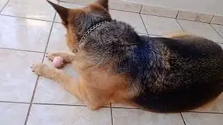 ♥️ Pastor Alemão destruindo a bola de borracha maciça.