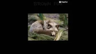 As one of these ❤️ #therian #fox #brownfox